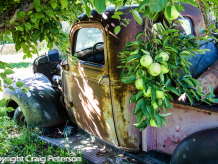 Truck in apple orchard